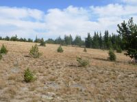 Bald on the Sky Rim Trail